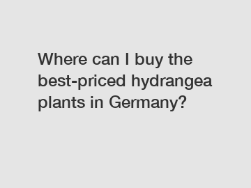 Where can I buy the best-priced hydrangea plants in Germany?