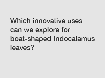 Which innovative uses can we explore for boat-shaped Indocalamus leaves?